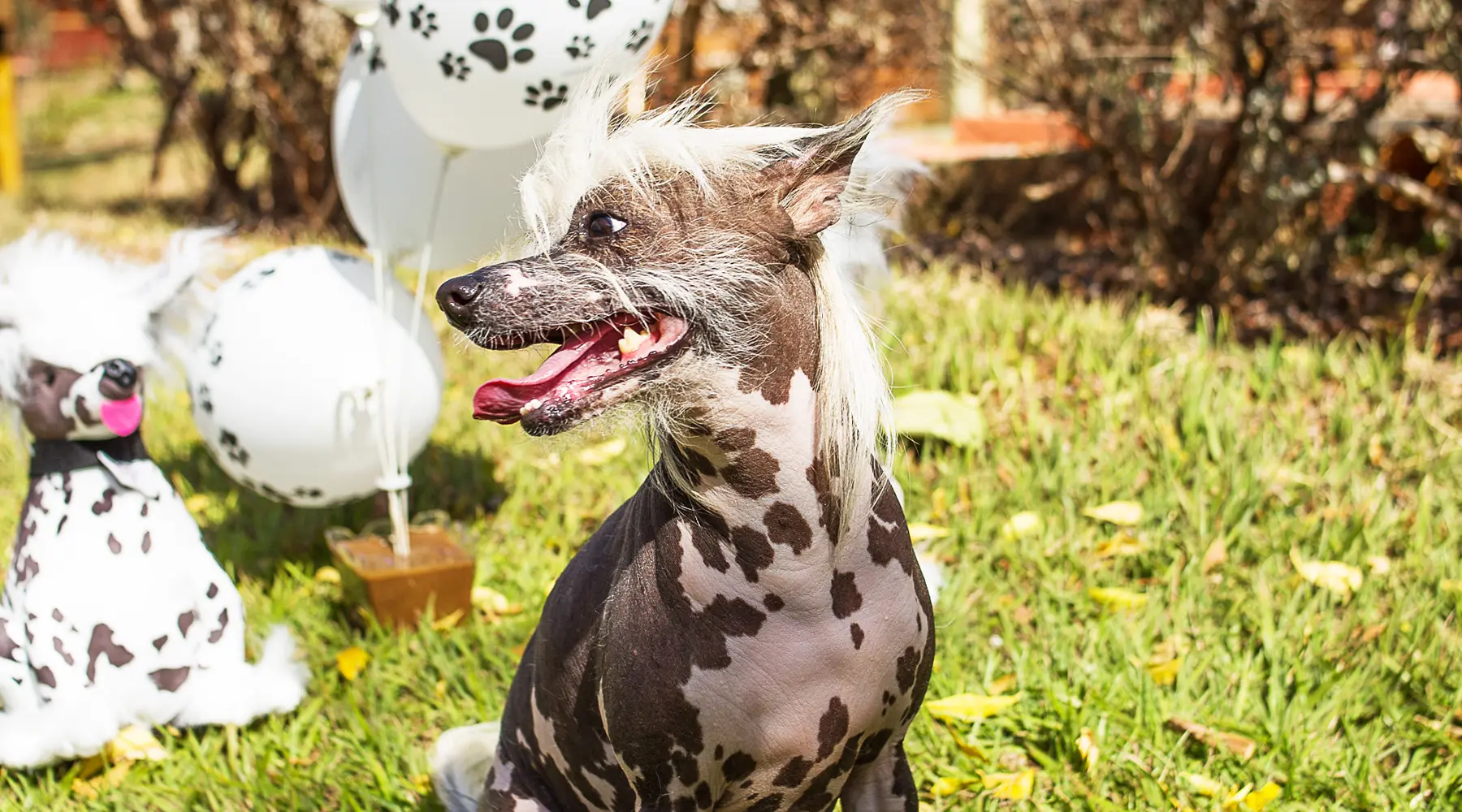 Foz do Marinheiro – Um Verdadeiro Hotel Fazenda Pet Friendly no Interior de São Paulo