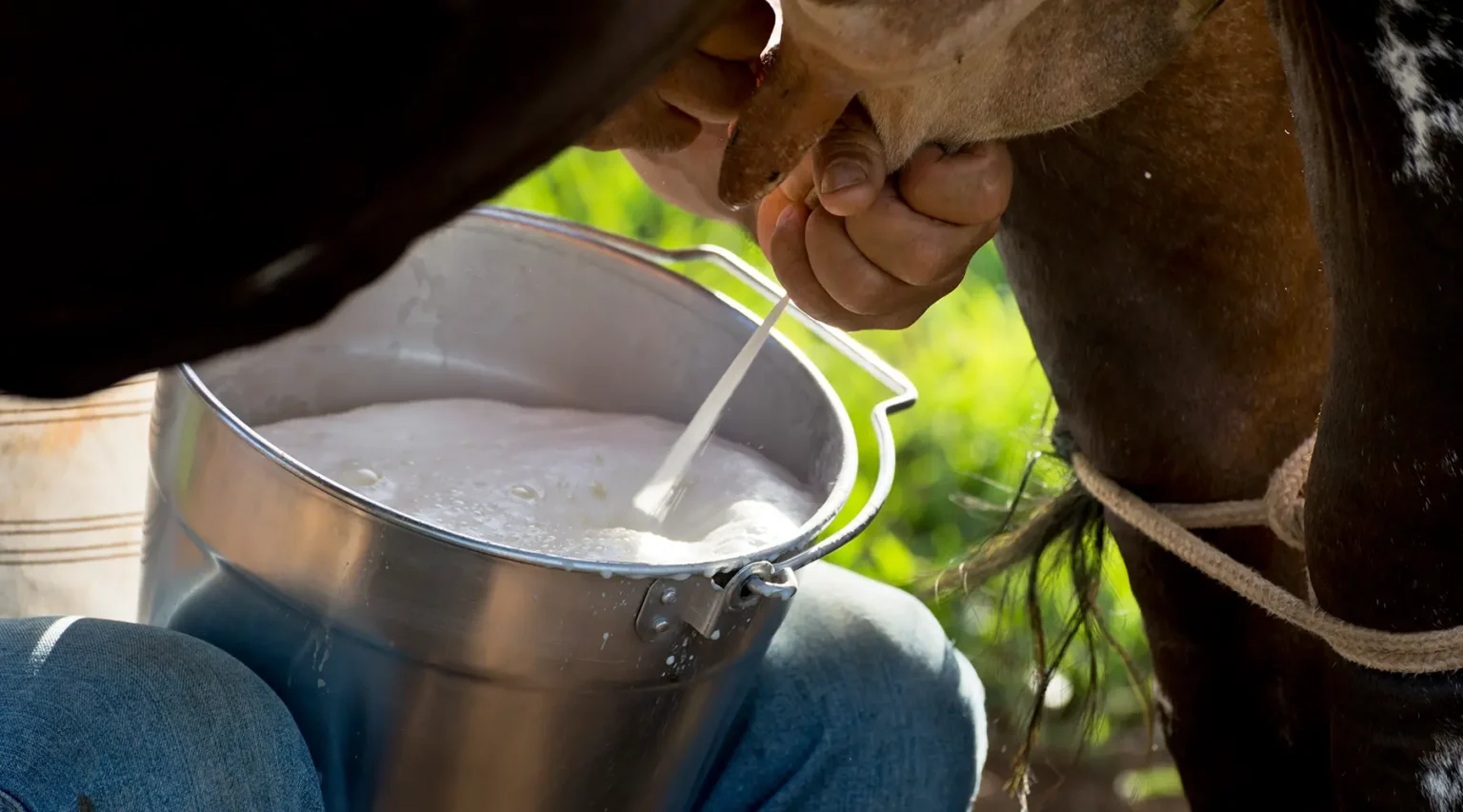 Tirar Leite da Vaca – Aprendizado e Encantamento Rural